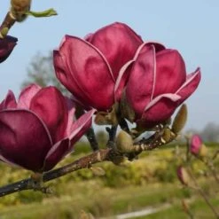 Magnolia X Soulangeana Lilliflora Genie -Fruit Garden Shop magnolia genie Briant3