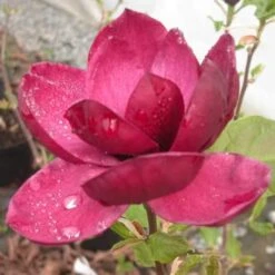 Magnolia X Soulangeana Lilliflora Genie -Fruit Garden Shop magnolia genie Briant 1