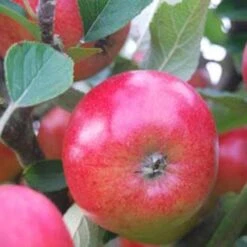 Apple Meridian -Fruit Garden Shop meridian03