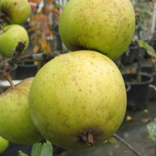 Apple Michelin 4 Apple Michelin - Image 2