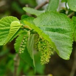 Fruit Garden Shop -Fruit Garden Shop morus nigra 2