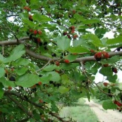 Black Mulberry -Fruit Garden Shop morus nigra 3
