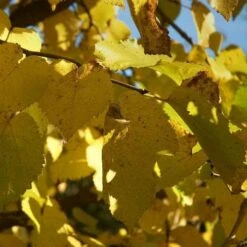 Black Mulberry -Fruit Garden Shop morus nigra 4