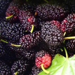 Black Mulberry -Fruit Garden Shop morus nigra 8