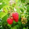 Raspberry Octavia - Summer Fruiting -Fruit Garden Shop noemi ducza MJc8XM0MHyM unsplash