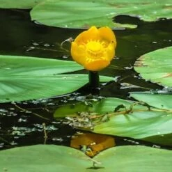Nuphar Lutea - Yellow Water Lily -Fruit Garden Shop nuphar lutea 4294363 1920