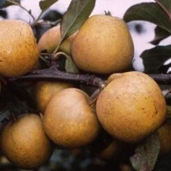 Apple Pitmaston Pine Apple -Fruit Garden Shop pitmaston pineapple03