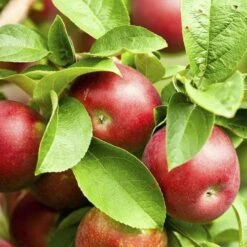 Apple Pixie -Fruit Garden Shop pixie03