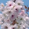 Prunus Shizuka/Fragrant Cloud -Fruit Garden Shop prunus fragrant cloud
