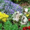 Alpine And Rockery Perennials Mix