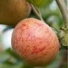 Apple Ross Nonpareil -Fruit Garden Shop ross nonpariel 01