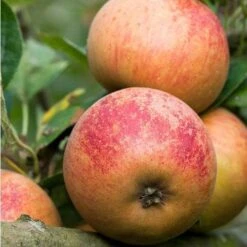 Apple Ross Nonpareil -Fruit Garden Shop ross nonpariel 03