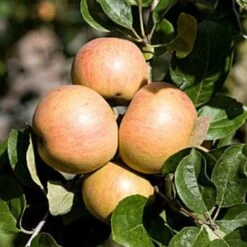 Apple Ross Nonpareil -Fruit Garden Shop ross nonpariel 04