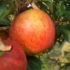 Apple Rubinette -Fruit Garden Shop rubinette01