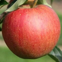Apple Rubinette -Fruit Garden Shop rubinette02