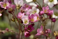 Alpine And Rockery Perennials Mix -Fruit Garden Shop saxifrage 3396438