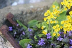 Alpine And Rockery Perennials Mix -Fruit Garden Shop spring flowers 5020848