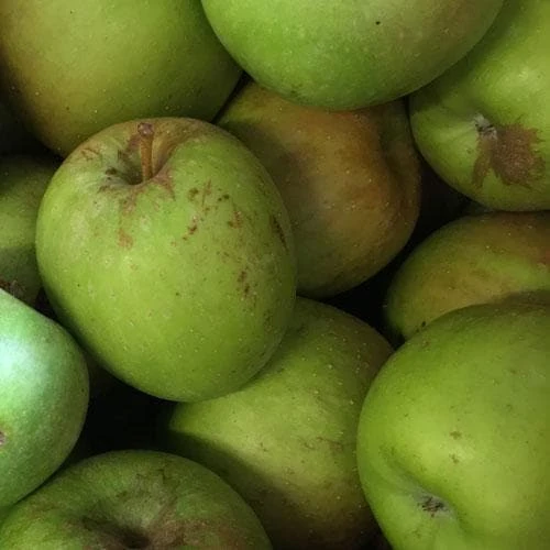 Apple Sweet Pethyre 3 Apple Sweet Pethyre